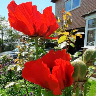 Papaver orientale 'Beauty of Livermere'