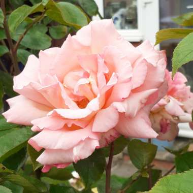 Rosa 'Compassion' syn. Rosa 'Belle de Londres'