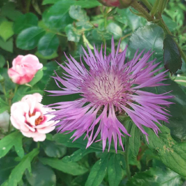 Plant image Centaurea 'Bella'