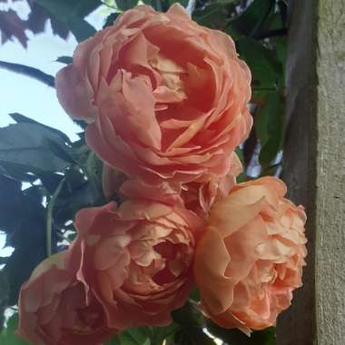 Rosa 'Ausnyson' syn. Rosa 'Lady of Shalott'