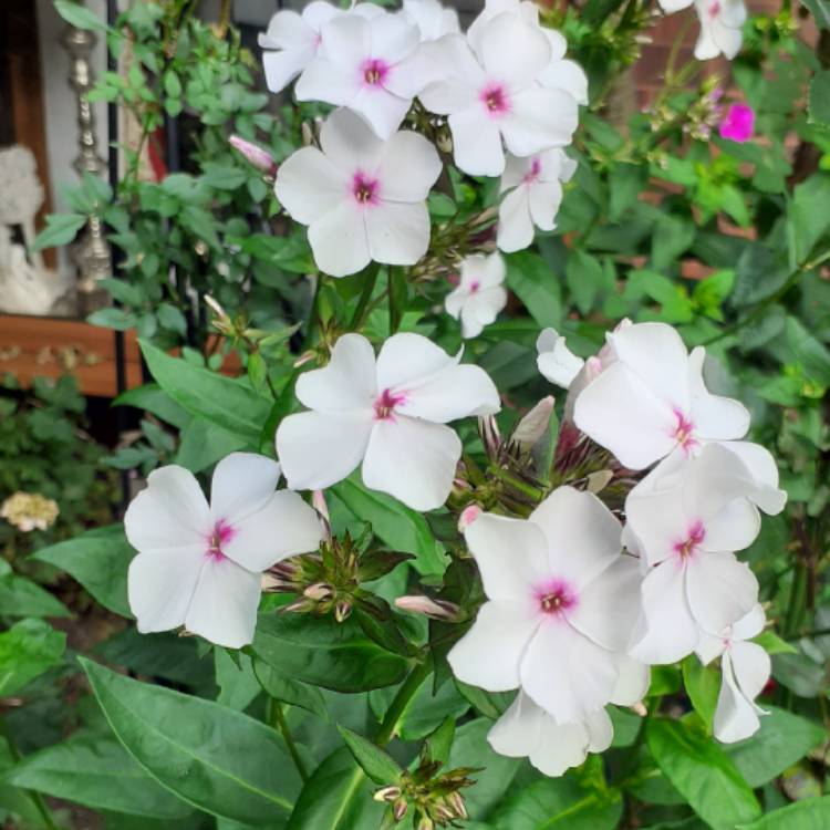 Plant image Phlox paniculata 'Flame White Eye'