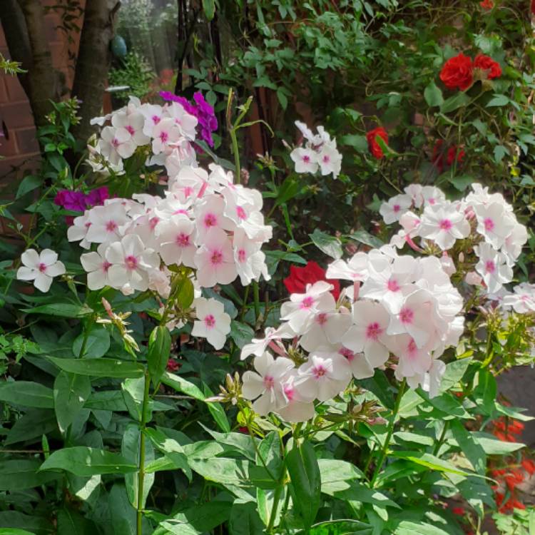 Plant image Phlox paniculata 'Flame White Eye'