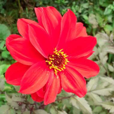 Dahlia 'Bishop of Llandaff'