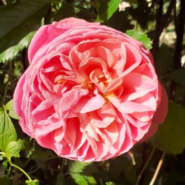 Rosa 'Boscobel'