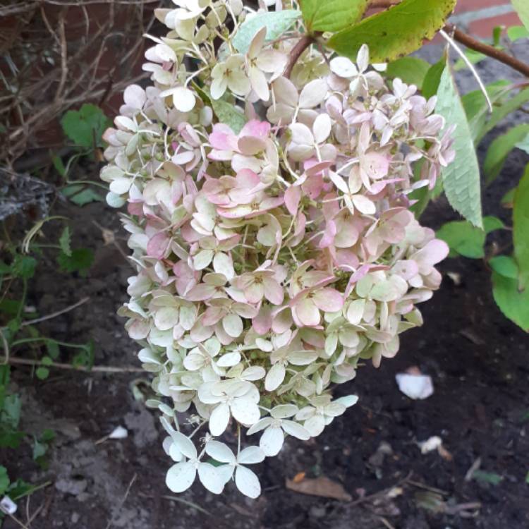 Plant image Hydrangea paniculata