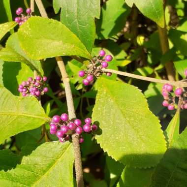 Callicarpa Bodinieri