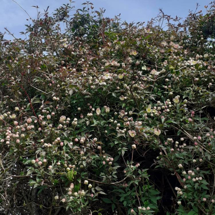 Plant image Clematis montana