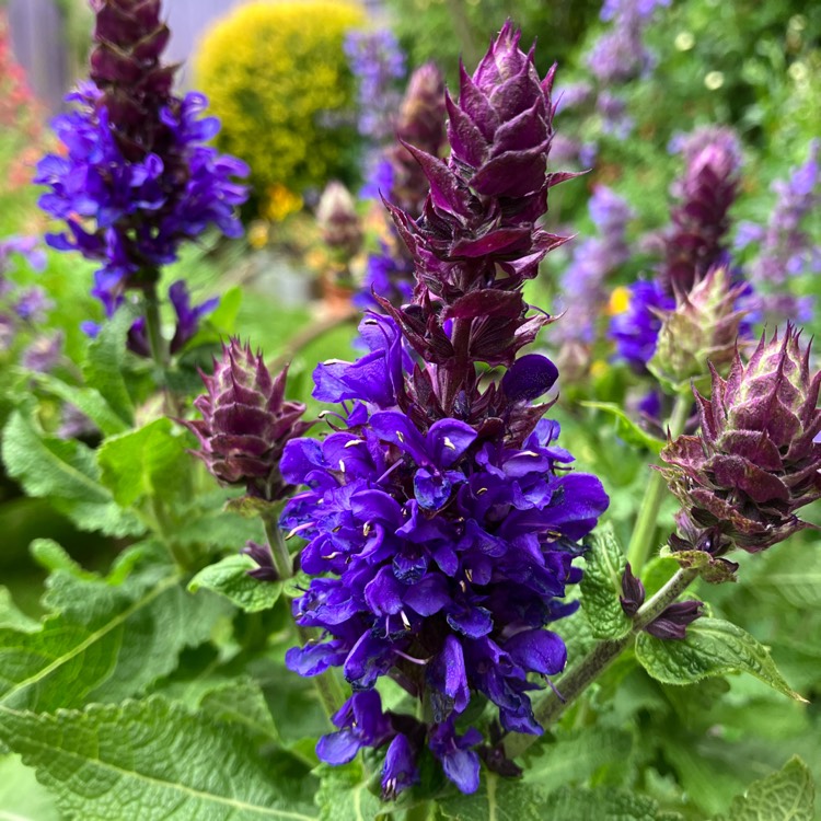 Plant image Salvia x sylvestris 'Balsalarv' syn. Salvia x sylvestris 'Blue Marvel', Salvia nemorosa 'Blue Marvel'