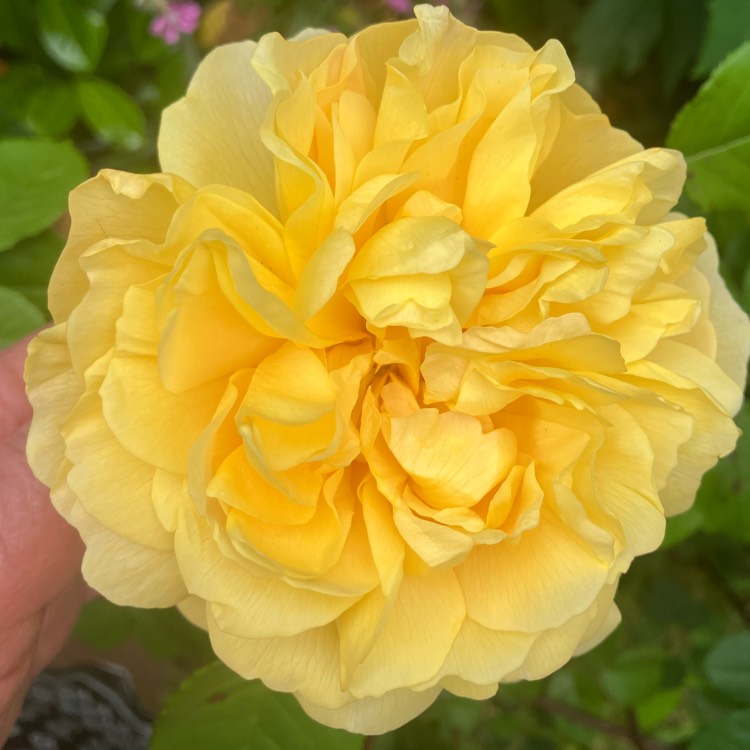 Plant image Rosa 'Auswhirl' syn. Rosa 'The Poet's Wife'