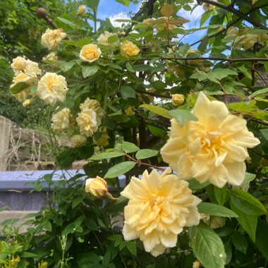 Rosa 'Auscanary' syn. Rosa 'Malvern Hills'