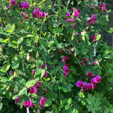 Lathyrus grandiflorus