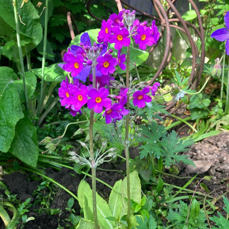 Plant image Primula beesiana