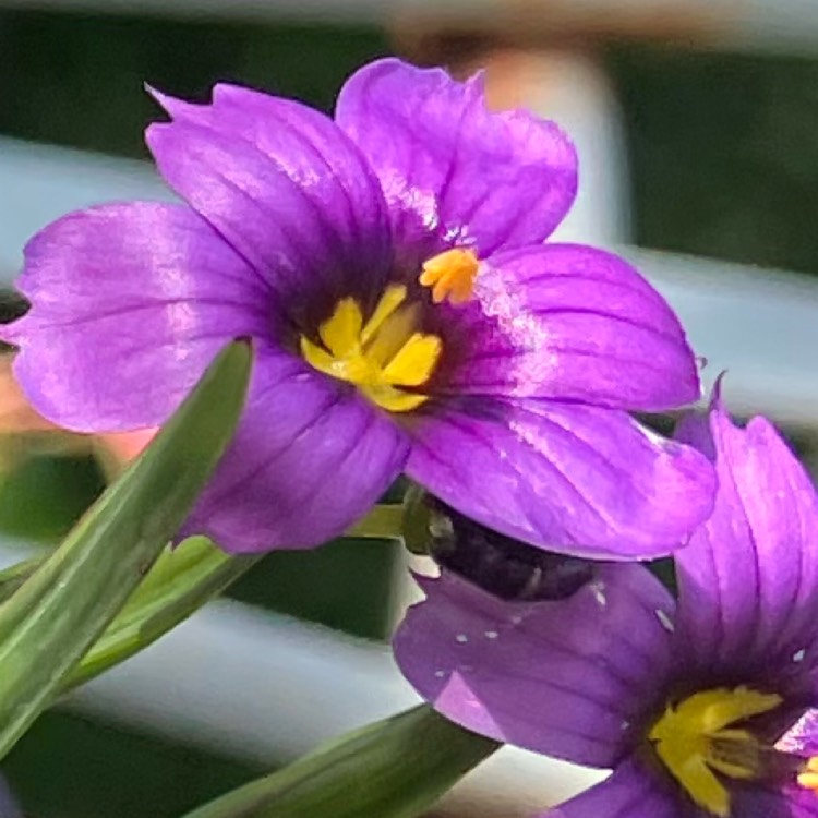 Plant image Sisyrinchium 'E.K. Balls'