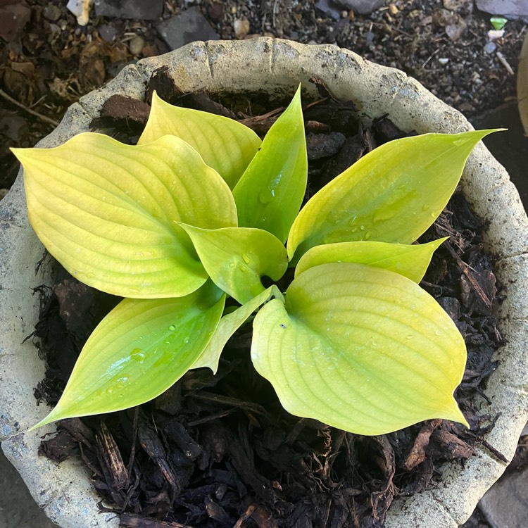 Plant image Hosta 'Sum and Substance'