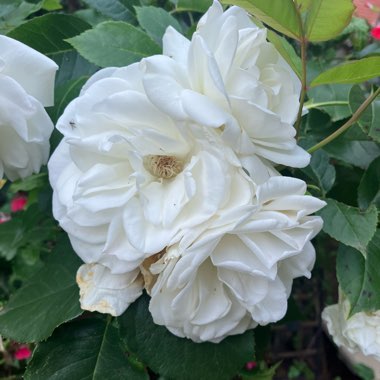 Rosa 'Climbing Iceberg'