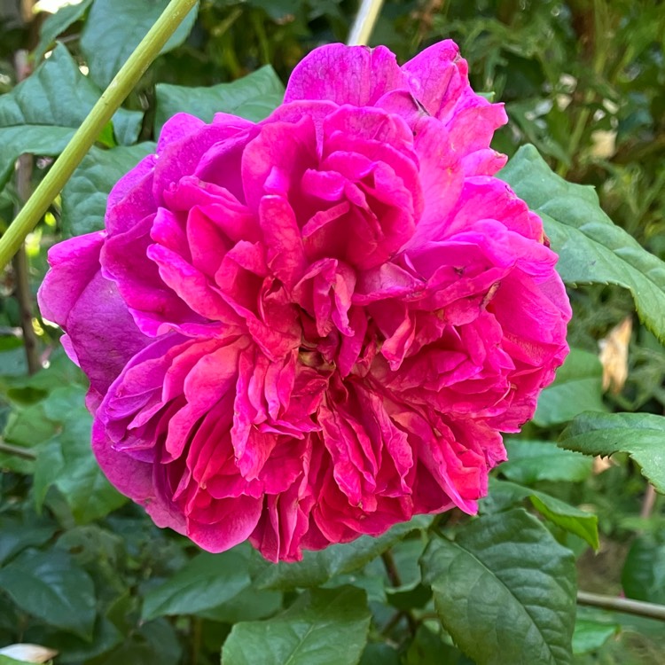 Plant image Rosa 'Ausvibrant' syn. Rosa 'Young Lycidas'