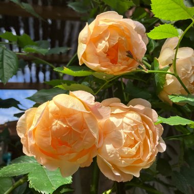 Rosa 'Ausnyson' syn. Rosa 'Lady of Shalott'