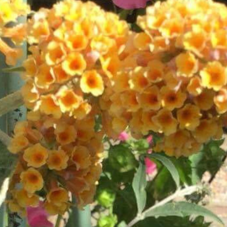 Plant image Buddleja x weyeriana 'Sungold'