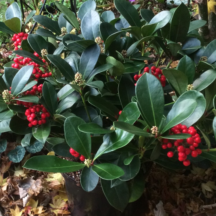 Plant image Skimmia japonica 'Veitchii'