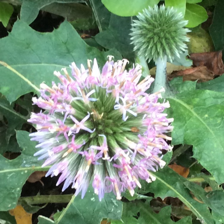 Plant image Echinops