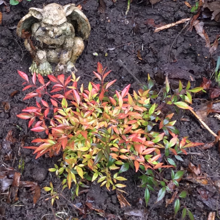 Plant image Nandina domestica