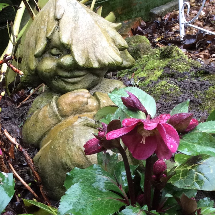 Plant image Helleborus 'Abcrd02' (Frostkiss Series) syn. Helleborus (Rodney Davey Marbled Group) 'Anna's Red'