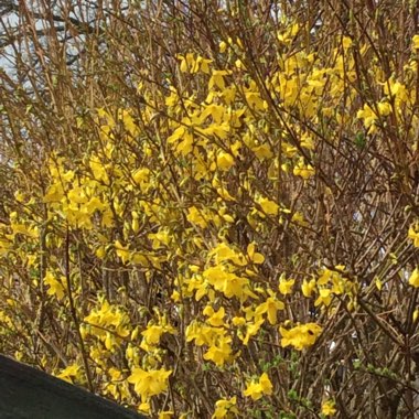 Forsythia x intermedia