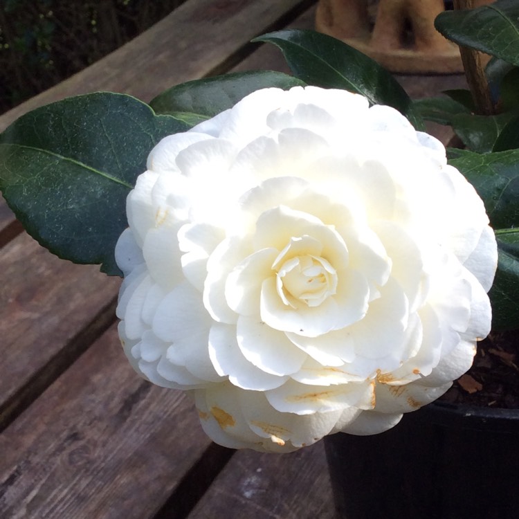 Plant image Camellia japonica 'Dahlohnega' syn. Camellia japonica 'Golden Anniversary'