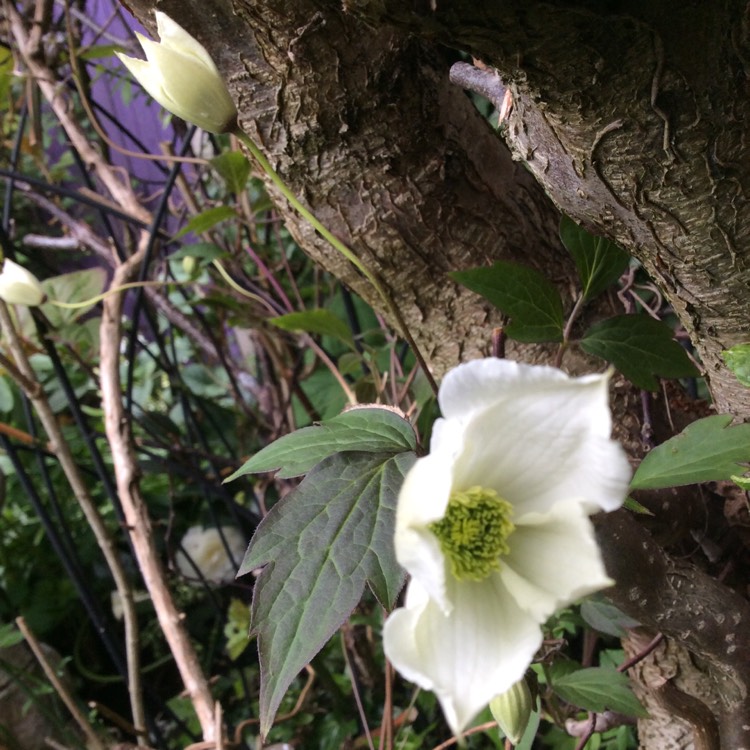 Plant image Clematis Montana Wilsonii