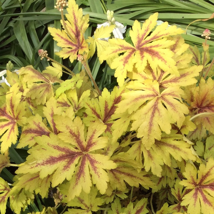 Plant image x Heucherella 'Golden Zebra'