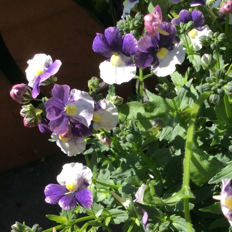 Plant image Nemesia 'Berries And Cream'