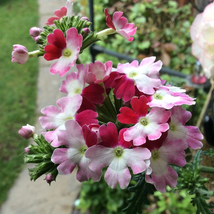 Plant image Verbena 'Twister Red'