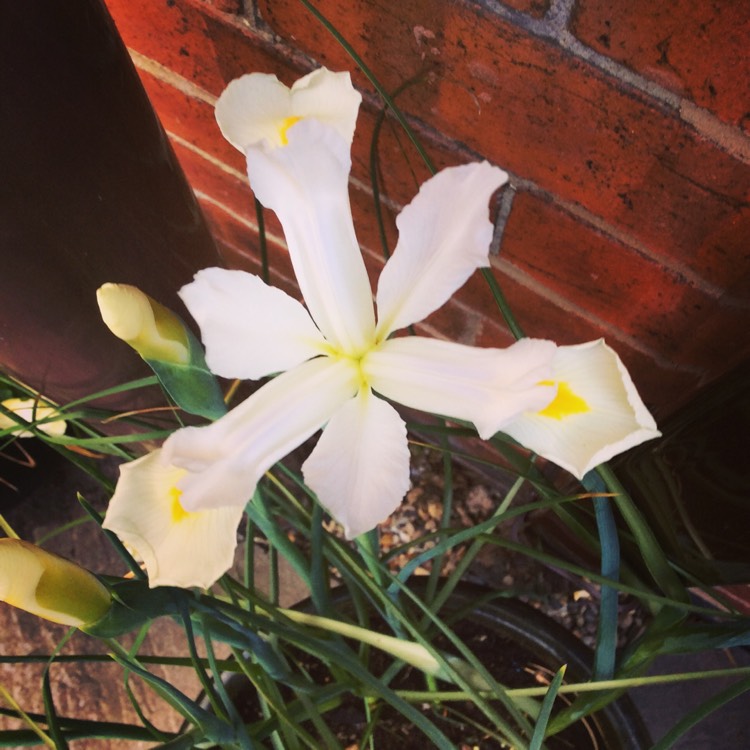 Plant image Iris x hollandica 'White Excelsior'