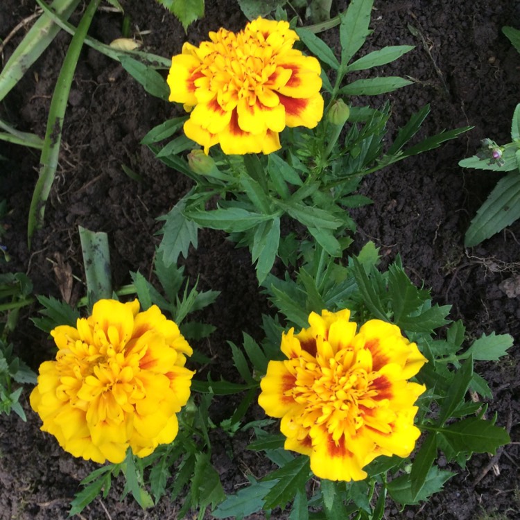 Plant image Tagetes patula 'French Bee'