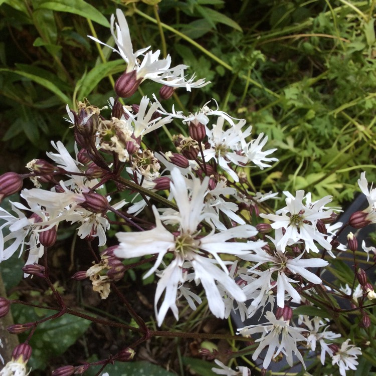 Plant image Lychnis Flos-Cuculi 'White Robin'