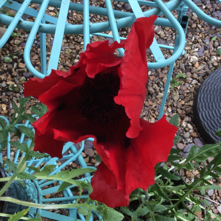 Plant image Papaver orientale 'Beauty of Livermere'