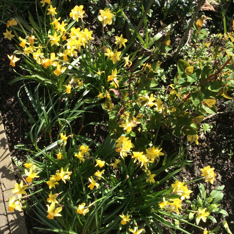 Narcissus 'Tête-à-Tête'