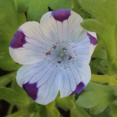 Nemophila maculata