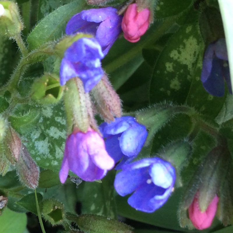 Plant image Pulmonaria angustifolia subsp. 'Azurea'