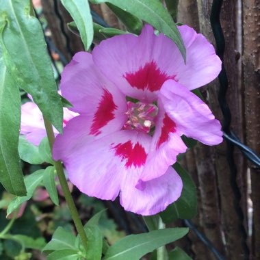 Clarkia amoena syn. Clarkia grandiflora ; Godetia grandiflora