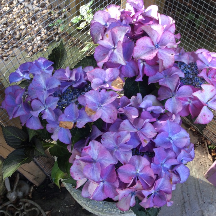 Plant image Hydrangea macrophylla 'Tiffany Violet'