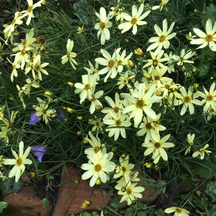 Plant image Coreopsis verticillata 'Moonbeam'