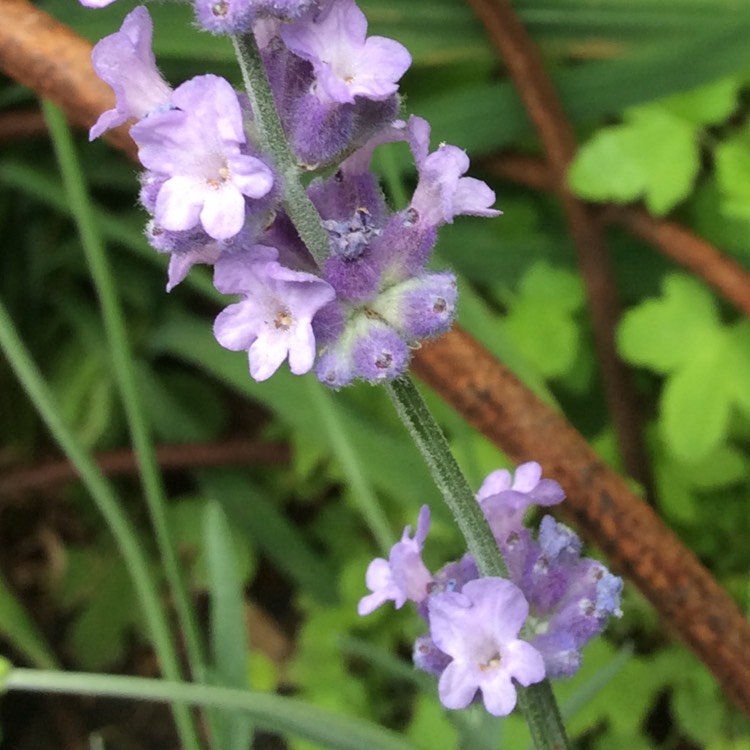 Plant image Lavandula angustifolia 'Dow4' syn. Lavandula angustifolia 'Melissa Lilac'