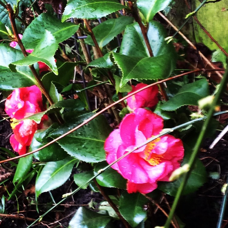 Plant image Camellia japonica 'Ace of Hearts'