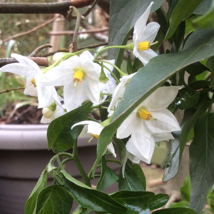 Plant image Solanum Jasminum Album