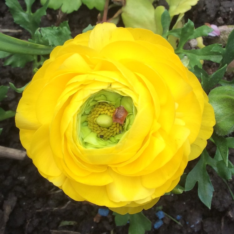 Plant image Ranunculus acris 'Flore Pleno'