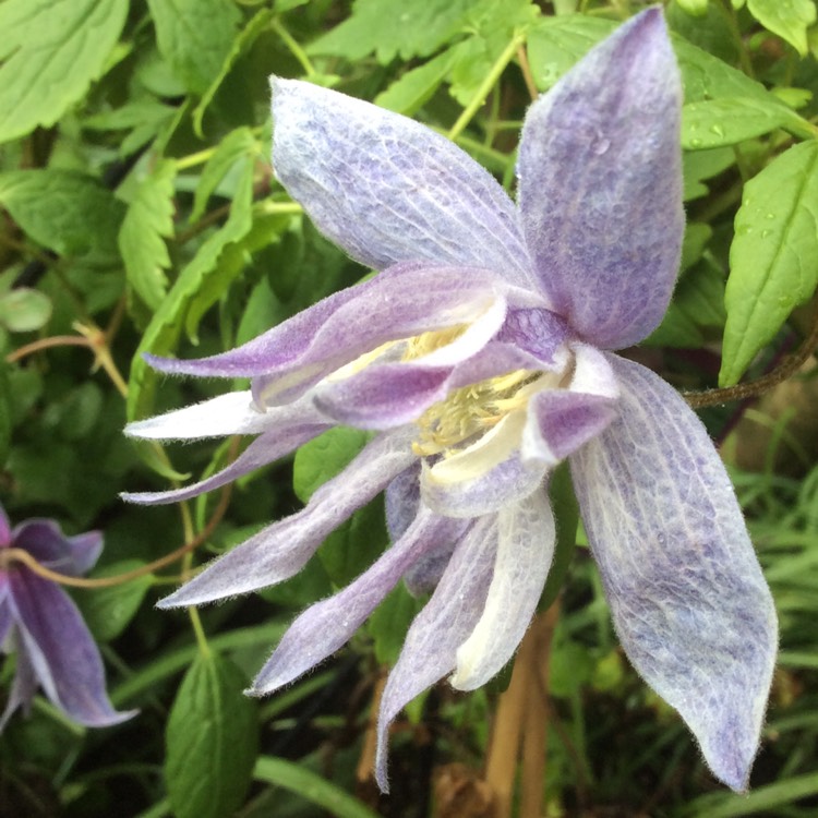 Plant image Clematis Macropetala