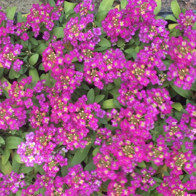 Plant image Lobularia maritima 'Rosie O'Day'