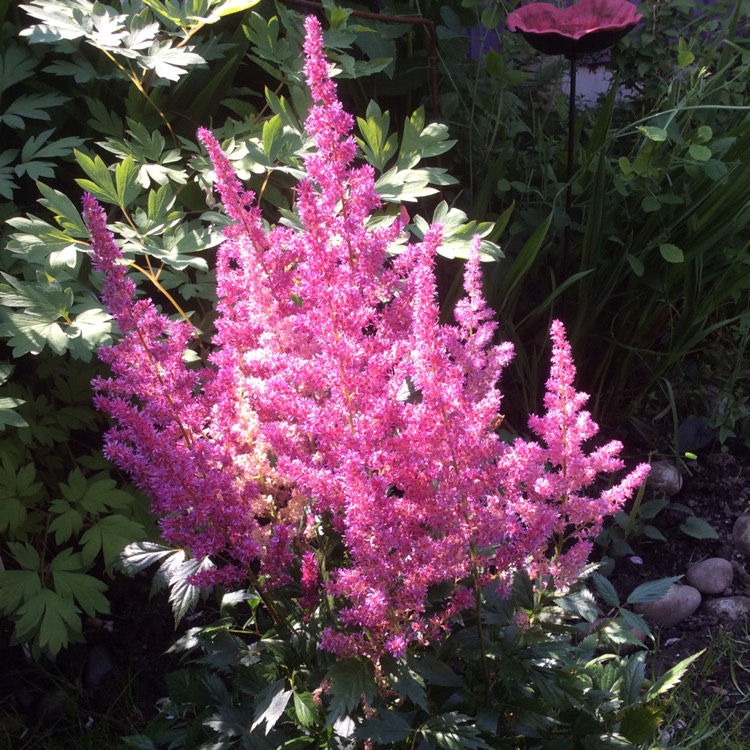 Plant image Astilbe x arendsii 'Pink'