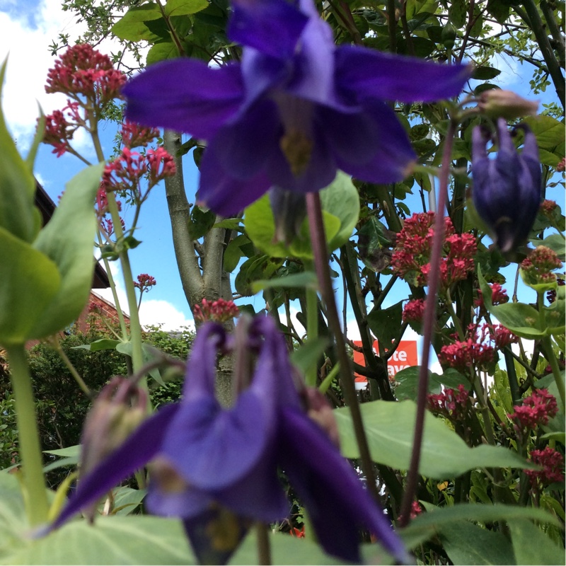 Plant image Aquilegia 'Hensoll Harebell'